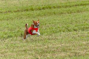 Basenji dog running in a red jacket on coursing field photo