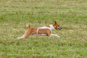Basenji dog running in white jacket on coursing field photo
