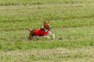 Basenji dog running in a red jacket on coursing field photo