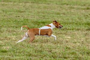 Basenji dog running in white jacket on coursing field photo