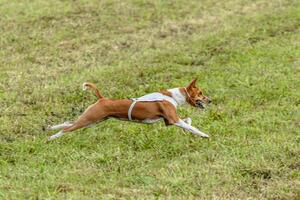 Basenji dog running in white jacket on coursing field photo