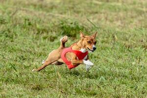Basenji dog running in a red jacket on coursing field photo