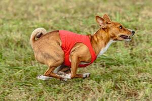 Basenji dog running in a red jacket on coursing field photo