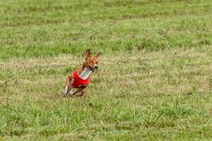 Basenji dog running in a red jacket on coursing field photo