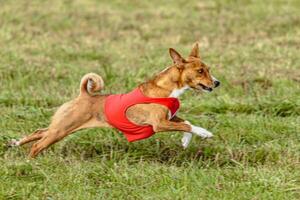 Basenji dog running in a red jacket on coursing field photo