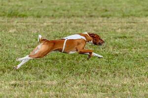 Basenji dog running in white jacket on coursing field photo