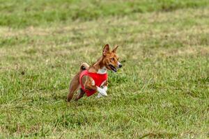 Basenji dog running in a red jacket on coursing field photo