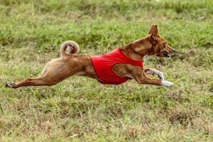 Basenji dog running in a red jacket on coursing field photo