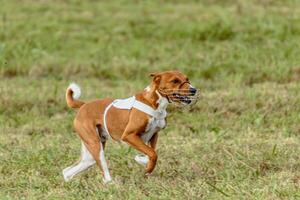 Basenji dog running in white jacket on coursing field photo