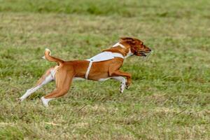Basenji dog running in white jacket on coursing field photo