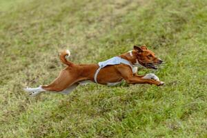 Basenji dog running in white jacket on coursing field photo