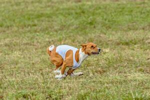 Basenji dog running in white jacket on coursing field photo