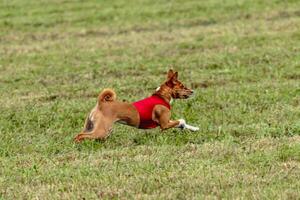 Basenji dog running in a red jacket on coursing field photo