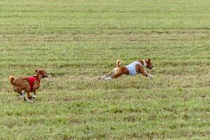 Basenji dogs running in a red and white jacket on coursing field photo