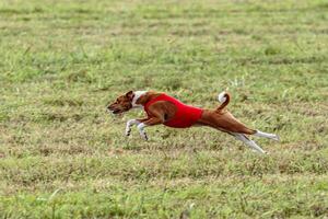 Basenji dog running in a red jacket on coursing field photo
