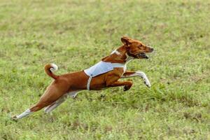 Basenji dog running in white jacket on coursing field photo