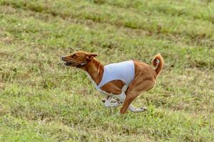 Basenji dog running in white jacket on coursing field photo