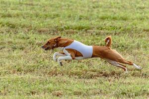 Basenji dog running in white jacket on coursing field photo