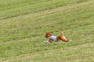 Basenji dog running in white jacket on coursing field photo