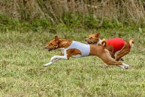 Basenji dogs running in a red and white jacket on coursing field photo