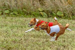 Basenji dogs running in a red and white jacket on coursing field photo
