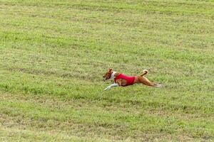 Basenji dog running in a red jacket on coursing field photo