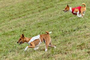 Basenji dogs running in a red and white jacket on coursing field photo
