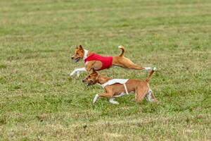 Basenji dogs running in a red and white jacket on coursing field photo