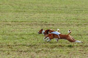 Basenji dogs running in a red and white jacket on coursing field photo