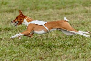 Basenji dog running in white jacket on coursing field photo