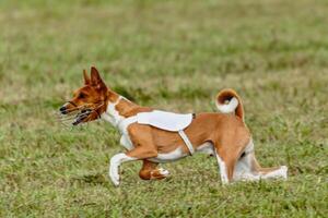 Basenji dog running in white jacket on coursing field photo