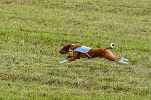 Basenji dog running in white jacket on coursing field photo