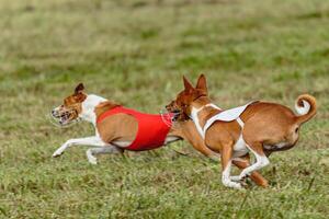 Basenji dogs running in a red and white jacket on coursing field photo