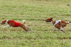 Basenji dogs running in a red and white jacket on coursing field photo