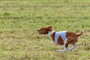 Basenji dog running in white jacket on coursing field photo