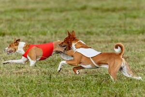Basenji dogs running in a red and white jacket on coursing field photo