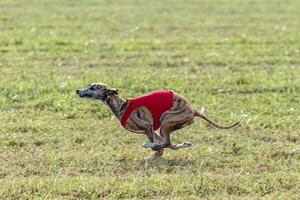 Whippet dog running in a red jacket on coursing field photo
