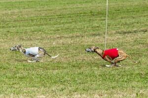 Whippet dogs running in a red and white jacket on coursing field photo