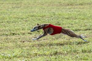 Whippet dog running in a red jacket on coursing field photo