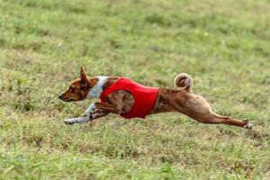 Basenji dog running in a red jacket on coursing field photo