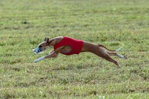 Whippet dog running in a red jacket on coursing field photo