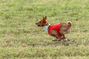 Basenji dog running in a red jacket on coursing field photo