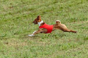 Basenji dog running in a red jacket on coursing field photo