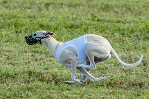 Whippet dog running in white jacket on coursing field photo