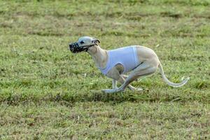 Whippet dog running in white jacket on coursing field photo