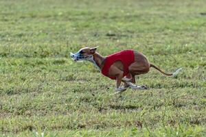 Whippet dog running in a red jacket on coursing field photo