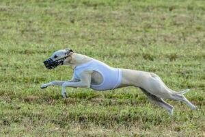 Whippet dog running in white jacket on coursing field photo