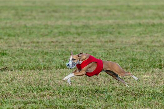 Whippet dog running in a red jacket on coursing field photo