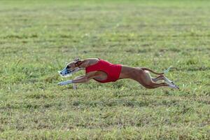 Whippet dog running in a red jacket on coursing field photo