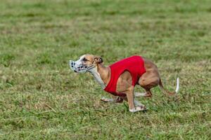 Whippet dog running in a red jacket on coursing field photo